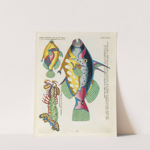 Poissons, ecrevisses et crabes, de diverses couleurs et figures extraordinaires.. Pl.071 by Louis Renard