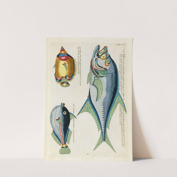 Poissons, ecrevisses et crabes, de diverses couleurs et figures extraordinaires.. Pl.072 by Louis Renard