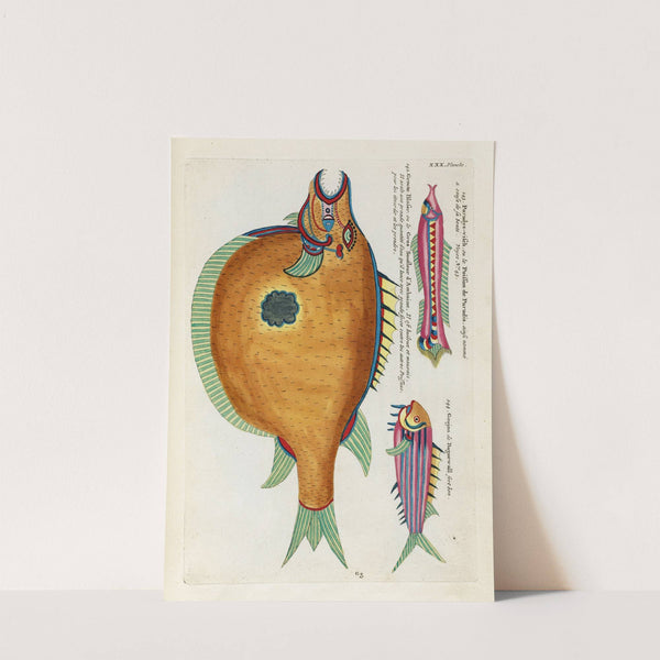 Poissons, ecrevisses et crabes, de diverses couleurs et figures extraordinaires.. Pl.073 by Louis Renard