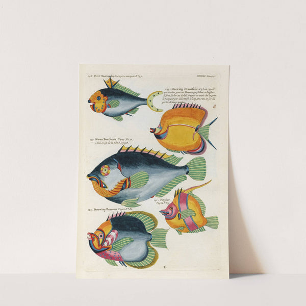 Poissons, ecrevisses et crabes, de diverses couleurs et figures extraordinaires.. Pl.075 by Louis Renard