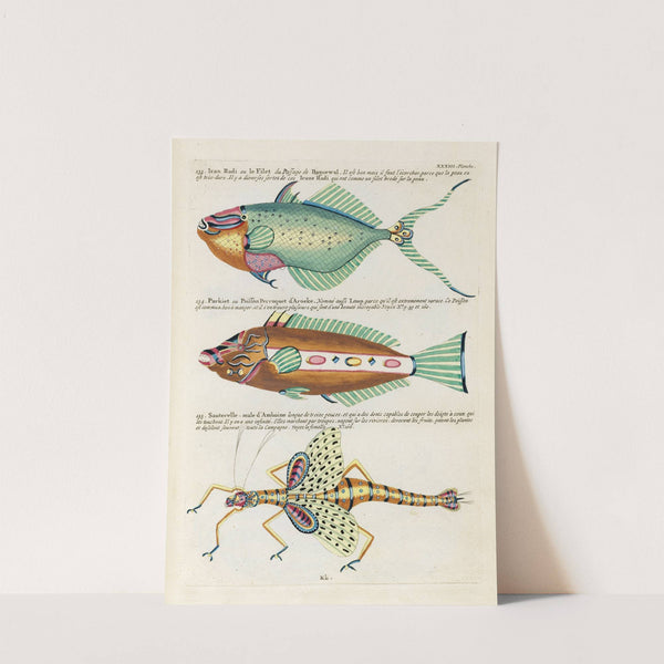 Poissons, ecrevisses et crabes, de diverses couleurs et figures extraordinaires.. Pl.076 by Louis Renard