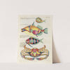 Poissons, ecrevisses et crabes, de diverses couleurs et figures extraordinaires.. Pl.077 by Louis Renard