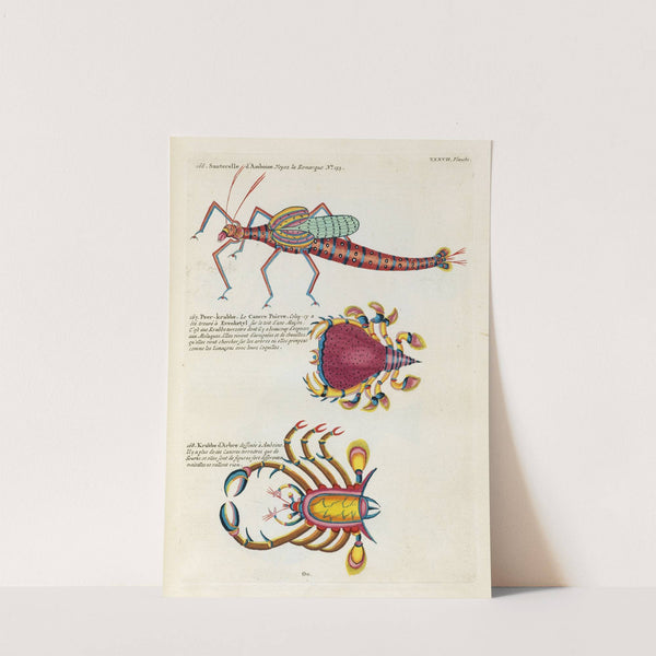 Poissons, ecrevisses et crabes, de diverses couleurs et figures extraordinaires.. Pl.080 by Louis Renard