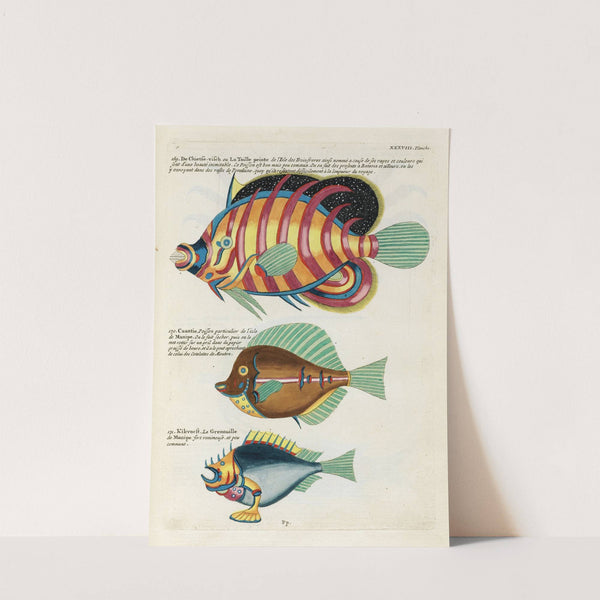 Poissons, ecrevisses et crabes, de diverses couleurs et figures extraordinaires.. Pl.081 by Louis Renard