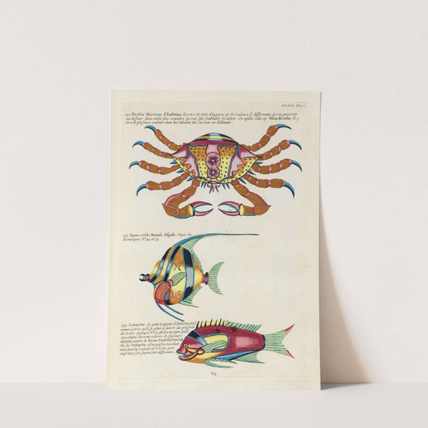 Poissons, ecrevisses et crabes, de diverses couleurs et figures extraordinaires.. Pl.082 by Louis Renard