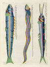 Poissons, ecrevisses et crabes, de diverses couleurs et figures extraordinaires.. Pl.083