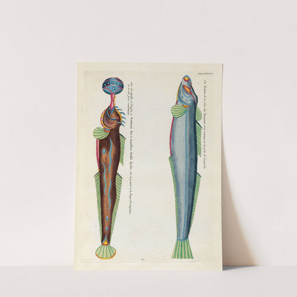 Poissons, ecrevisses et crabes, de diverses couleurs et figures extraordinaires.. Pl.085 by Louis Renard