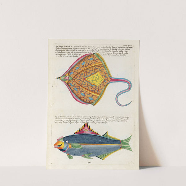 Poissons, ecrevisses et crabes, de diverses couleurs et figures extraordinaires.. Pl.086 by Louis Renard