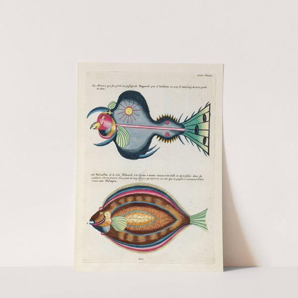 Poissons, ecrevisses et crabes, de diverses couleurs et figures extraordinaires.. Pl.087 by Louis Renard