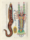 Poissons, ecrevisses et crabes, de diverses couleurs et figures extraordinaires.. Pl.088