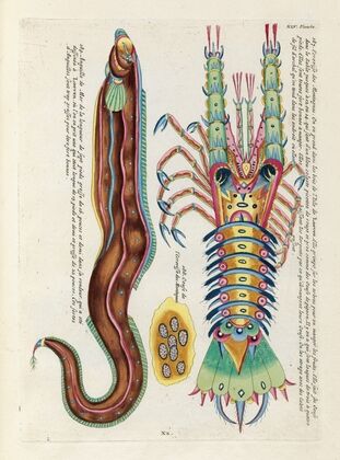 Poissons, ecrevisses et crabes, de diverses couleurs et figures extraordinaires.. Pl.088