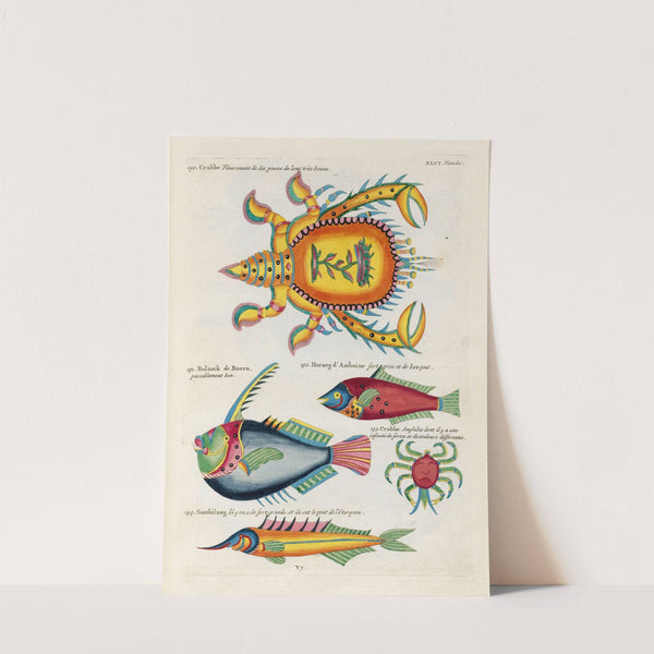 Poissons, ecrevisses et crabes, de diverses couleurs et figures extraordinaires.. Pl.089 by Louis Renard