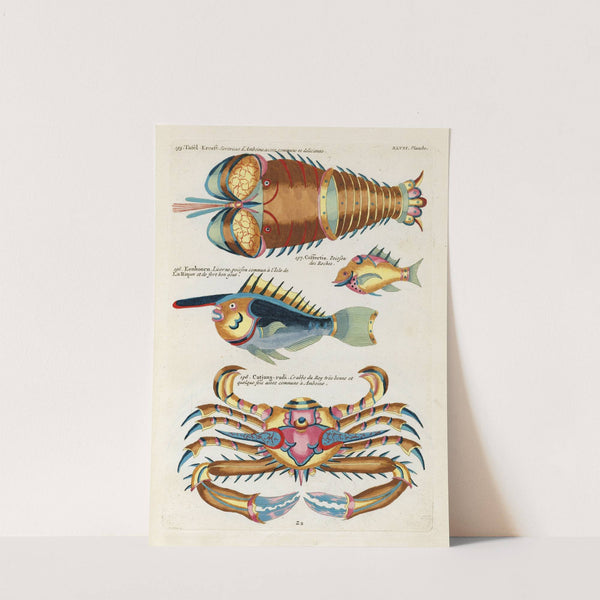 Poissons, ecrevisses et crabes, de diverses couleurs et figures extraordinaires.. Pl.090 by Louis Renard