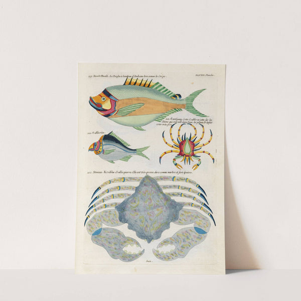 Poissons, ecrevisses et crabes, de diverses couleurs et figures extraordinaires.. Pl.091 by Louis Renard