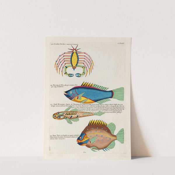 Poissons, ecrevisses et crabes, de diverses couleurs et figures extraordinaires.. Pl.093 by Louis Renard