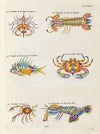 Poissons, ecrevisses et crabes, de diverses couleurs et figures extraordinaires.. Pl.095