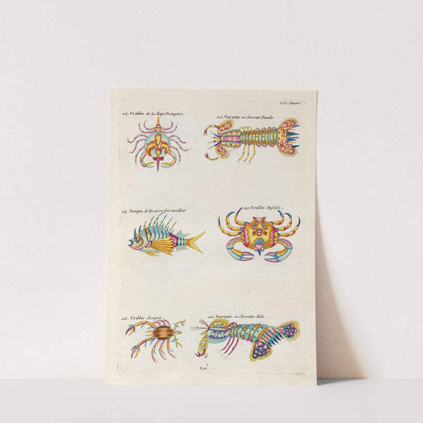 Poissons, ecrevisses et crabes, de diverses couleurs et figures extraordinaires.. Pl.095 by Louis Renard