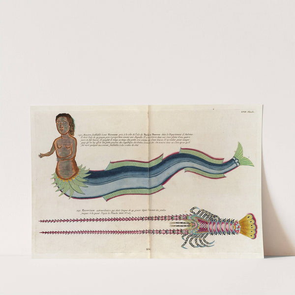 Poissons, ecrevisses et crabes, de diverses couleurs et figures extraordinaires.. Pl.100 by Louis Renard