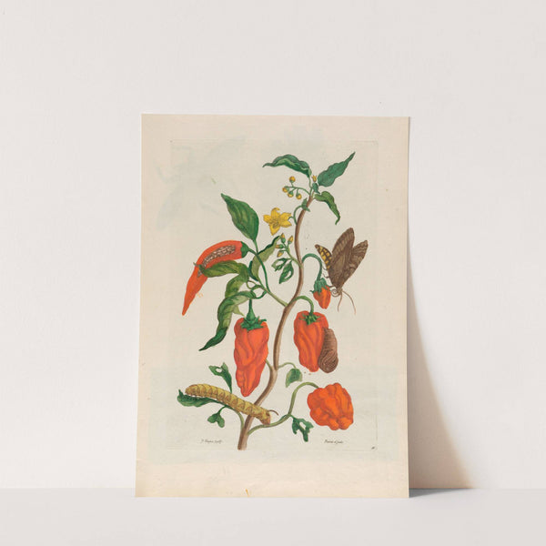 Poivre d’jnde (1719) by Maria Sibylla Merian