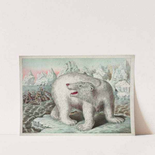 Polar bear by Gibson & Co. Lith