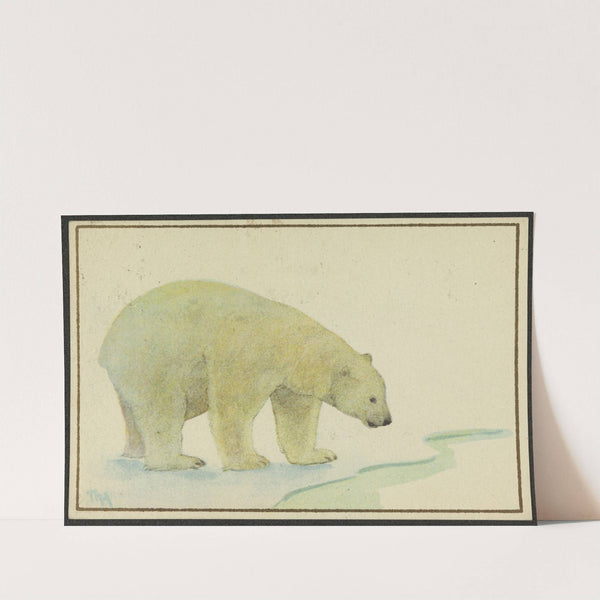 Polar bear by Thorolf Holmboe