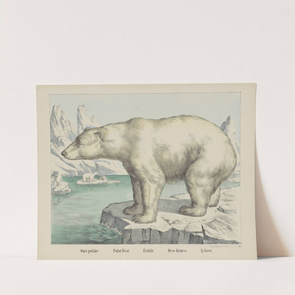 Polar bear (1829-1880) by Joseph Scholz