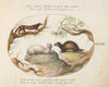 Polecat, Mink, and Ermine (1575-1590)