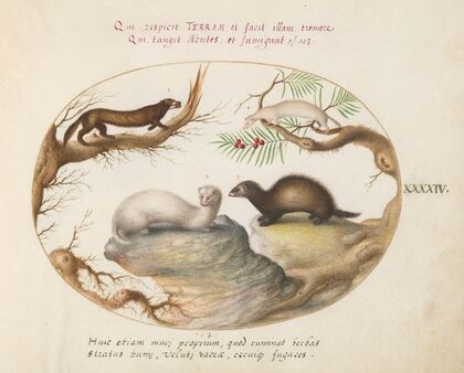 Polecat, Mink, and Ermine (1575-1590)