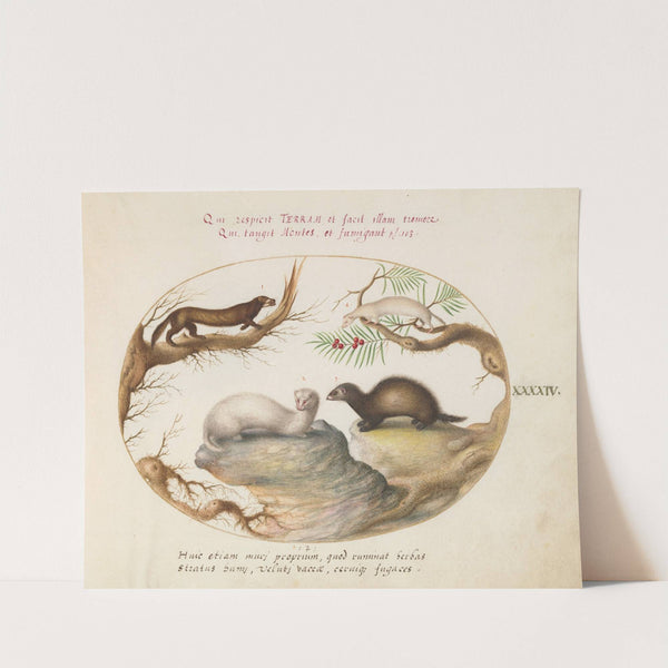 Polecat, Mink, and Ermine (1575-1590) by Joris Hoefnagel
