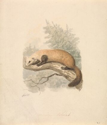 Polecat
