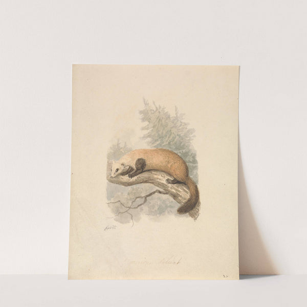 Polecat by Samuel Howitt