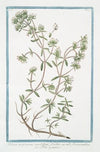 Polium montanum, candidum, floribus ex albo flavescentibus – Polio montano. (Poly-mountain, Mountain Germander)