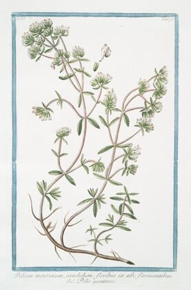 Polium montanum, candidum, floribus ex albo flavescentibus – Polio montano. (Poly-mountain, Mountain Germander)