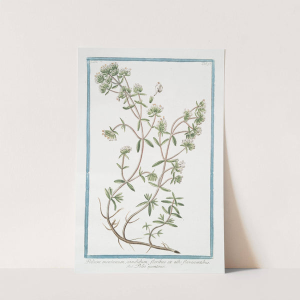 Polium montanum, candidum, floribus ex albo flavescentibus - Polio montano. (Poly-mountain, Mountain Germander) by Giorgio Bonelli