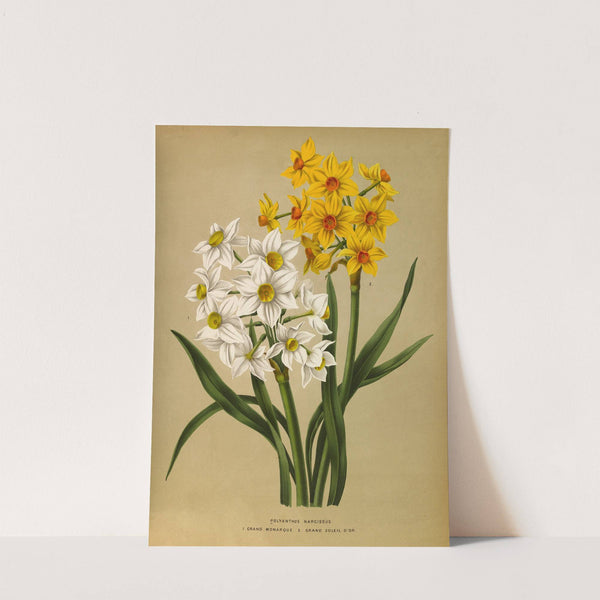 Polyanthus Narcissus1.Grand Monarque. 2. Grand Soleil Dor (1872-1881) by Arentina Hendrica Arendsen