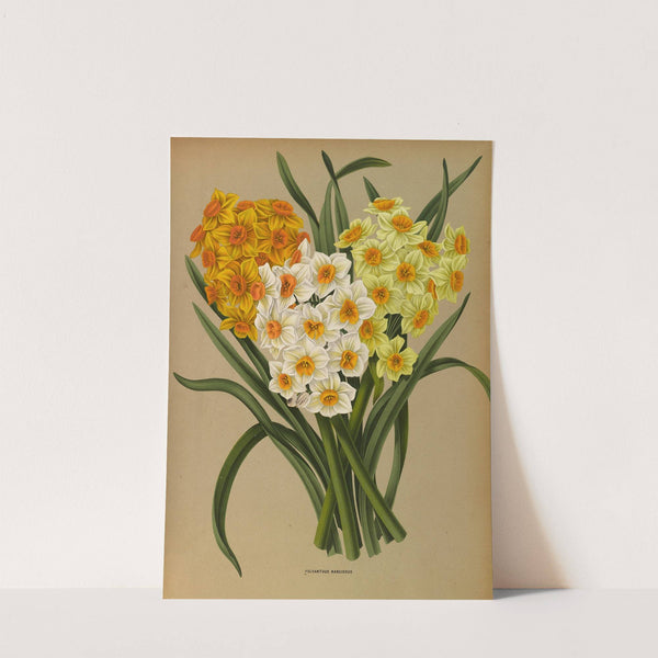 Polyanthus Narcissus (1872-1881) by Arentina Hendrica Arendsen