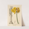Polyanthus or Cluster Narcissus (1836) by Pancrace Bessa