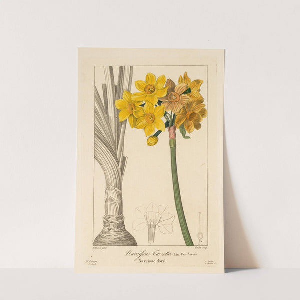 Polyanthus or Cluster Narcissus (1836) by Pancrace Bessa