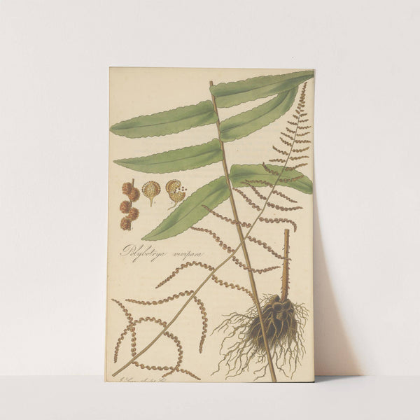 Polybotrya vivipara by William Jackson Hooker