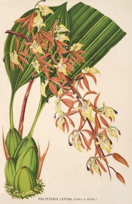 Polycycnis lepida