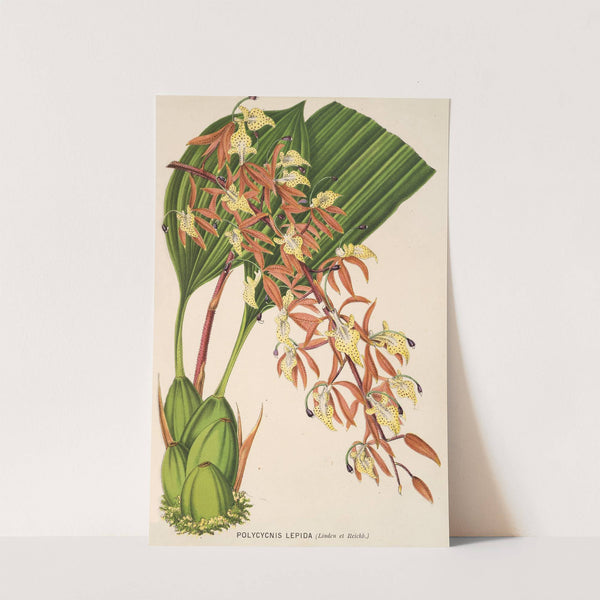 Polycycnis lepida by Charles Antoine Lemaire