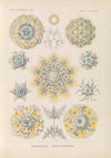 Polycyttaria. – Vereins-Strahlinge