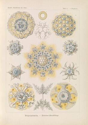 Polycyttaria. – Vereins-Strahlinge