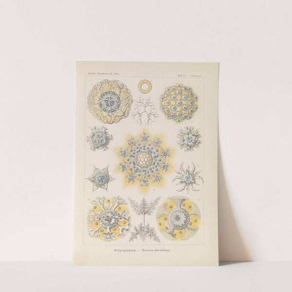 Polycyttaria. - Vereins-Strahlinge by Ernst Haeckel