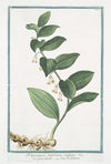 Polygonatum latifolium, vulgare – Gompccjoettp – Seau de Salomon. (Solomon’s Seal)