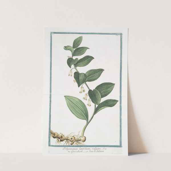 Polygonatum latifolium, vulgare - Gompccjoettp - Seau de Salomon. (Solomon's Seal) by Giorgio Bonelli