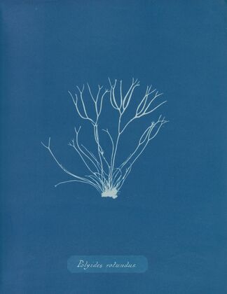 Polyides rotundus