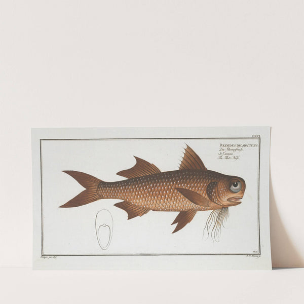 Polynemus decadactylus, The Flat-Nose. (1785-1797) by Marcus Elieser Bloch