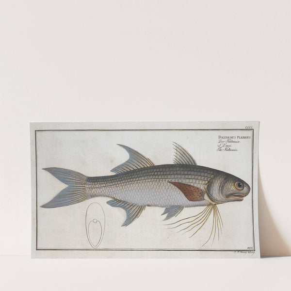 Polynemus plebeius, The Kalamin. (1785-1797) by Marcus Elieser Bloch