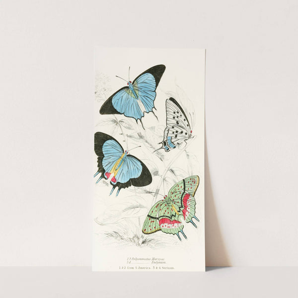 Polyommatus Marsyas,Polyommatus Endymion by James Duncan